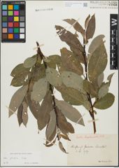 Foto von Salix glabra Scop.